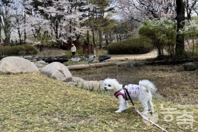 반려동물 관련 이미지